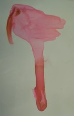 Eupithecia misturata