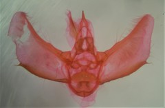 Eupithecia misturata