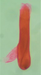 Eupithecia misturata