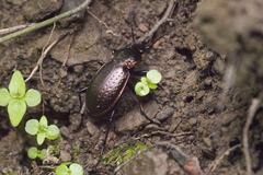 Carabus billbergi