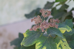 Heliocarpus terebinthinaceus