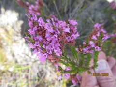 Erica pulchella