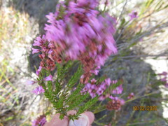 Erica pulchella
