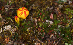 Gentianella hirculus