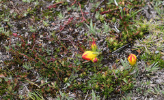 Gentianella hirculus