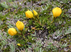 Gentianella hirculus