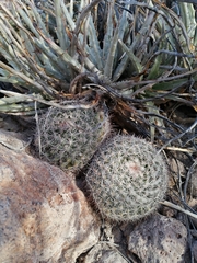 Mammillaria johnstonii