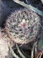 Mammillaria johnstonii