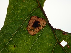Phyllonorycter aeriferella