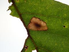 Phyllonorycter aeriferella