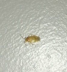 Tropidosteptes chapingoensis