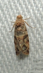 Lobesia physophora