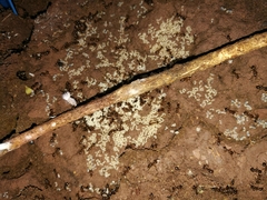 Aphaenogaster subterranea