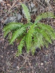 Polystichum imbricans curtum