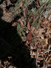 Tetramerium nervosum