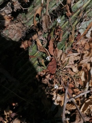 Tetramerium nervosum