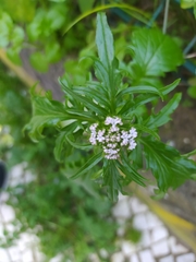 Centranthus calcitrapae