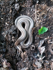 Conophis lineatus