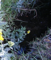 Senecio halimifolius