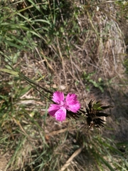 Dianthus balbisii