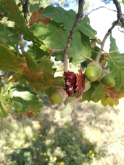 Andricus dentimitratus