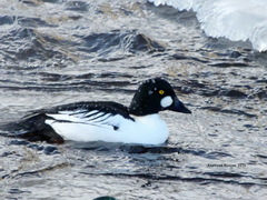Bucephala clangula