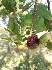 Andricus dentimitratus