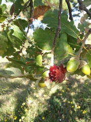 Andricus dentimitratus