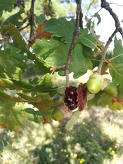 Andricus dentimitratus