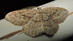 Zermizinga sinuata