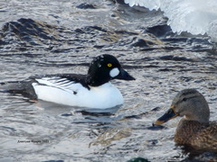 Bucephala clangula