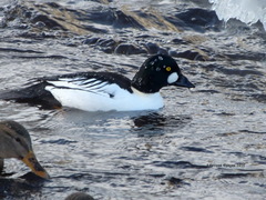 Bucephala clangula