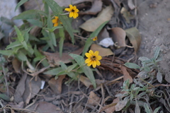 Zinnia maritima