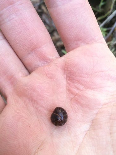Glomeridae
