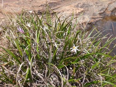 Xerophyta schlechteri