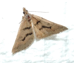 Dichromodes atrosignata