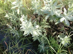 Senecio halimifolius