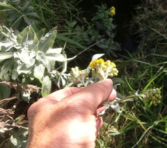 Senecio halimifolius