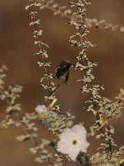 Cinnyris fuscus fuscus