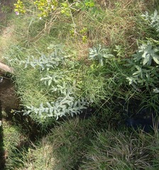 Senecio halimifolius