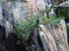 Juniperus procumbens