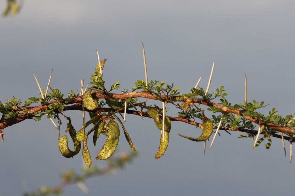 water-thorn-vachellia-nebrownii-botanical-realm