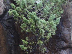 Juniperus procumbens