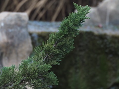 Juniperus procumbens