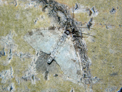 Lobophora nivigerata