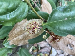 Smilax bracteata