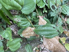 Smilax bracteata