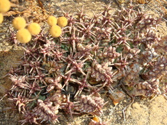 Tridentea gemmiflora