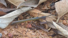 Paraphasma sooretama