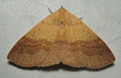 Ophyx ochroptera